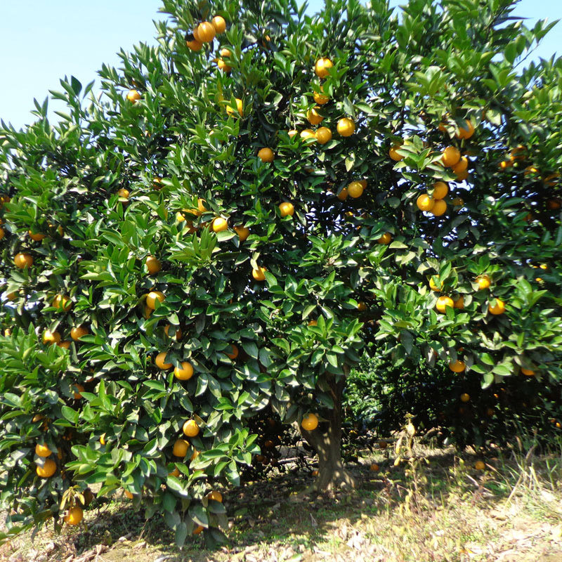 永兴冰糖橙新鲜水果橙子10斤大果包邮当季纯甜橙子湖南冰糖橙甜橙,淘宝优惠券,粉丝福利购,淘宝优惠卷