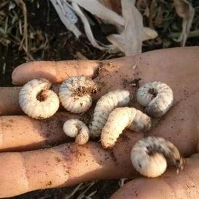 新品鱼饵黑坑野钓野战活虫钓鱼饵料蚯蚓鲶鱼鲤鱼黄辣丁蛴螬老母虫 - 图1