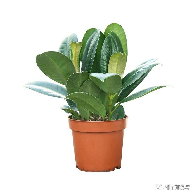 绿金刚黑金刚花叶橡皮树大叶盆栽绿植室内净化空气吸甲醛龙诚花盛 龙诚花盛厂家直销 淘优券