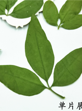 植物标本植物标本树叶