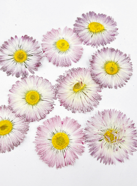 植物标本干花压花节日礼品