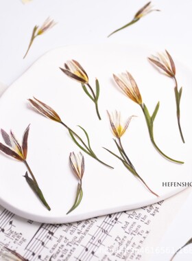 植物标本DIY手工贴画干花