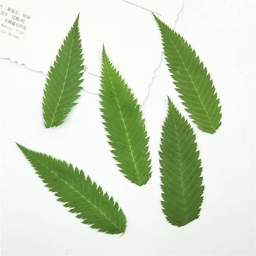 雪柳叶 真树叶植物标本幼儿园亲子手工diy干花压花押花贴脸装饰 - 图3