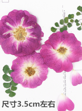 月季花押花压花干花天然植物标本