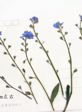 干花勿忘草带枝手机教学支装
