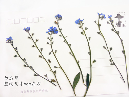 勿忘草带枝 押花压花干花 滴胶干花手机壳 植物教学标本 12支装 - 图1
