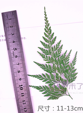 植物干花植物干花树叶