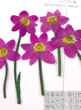 干花压花植物标本干花