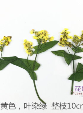 染色荞麦押花压花干花花事未了