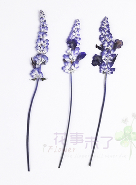 鼠尾草薰衣草干花压花