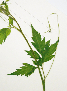 风船叶片干花天然手机壳植物教学