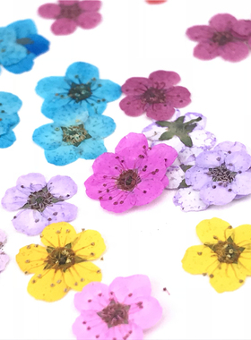 小水仙植物标本滴胶儿童diy干花