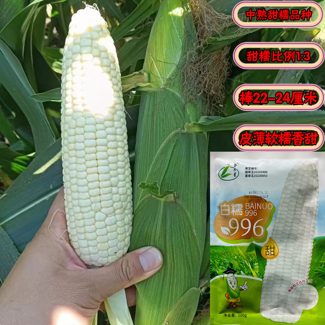 白糯996甜糯玉米种子高产绿皮大棒甜糯比1:3糯玉米苞谷种皮薄香粘,淘宝优惠券,粉丝福利购,淘宝优惠卷