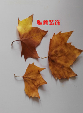 树叶枫叶梧桐叶自然干花道具落叶