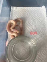 Pet Snake Nontoxic Snake Real Snake Toy Snake Home Breeding Baby Pet