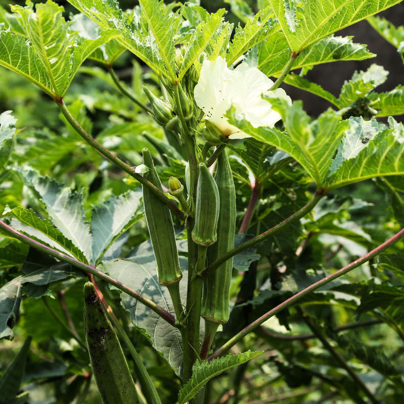 黄秋葵种子盆栽水果秋葵种籽蔬菜种苗孑农家菜籽种大全春季菜种子