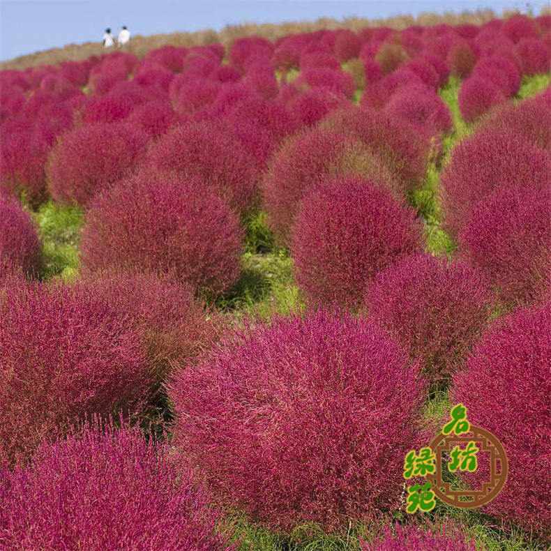 红叶地肤种子地肤草盆栽各种花种籽子花种易活四季开花室外花种子 - 图3