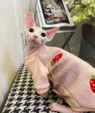 Крем - безволосочный сафакс, британские короткие домашние животные, кошки, теплый ягненка для дурака