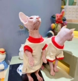 Сливки - это безволосая кошачья раковина