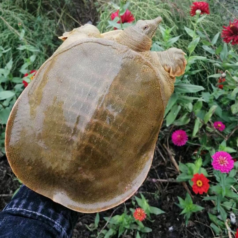 甲鱼活甲鱼鲜活食用团鱼水鱼老鳖王八生鲜大甲鱼活体生态中华鳖 - 图2