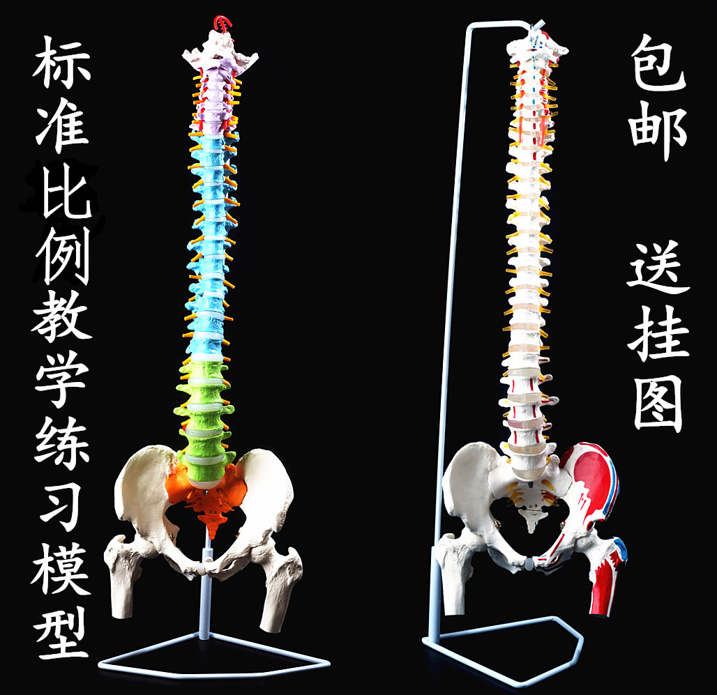 人体脊柱模型仿真1比1成人医学正骨练习颈椎腰椎脊椎人体骨骼骨架 - 图2