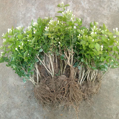 横县重瓣茉莉花盆栽四季绿植花卉老树桩花苗室内好养的花开花不断 - 图2