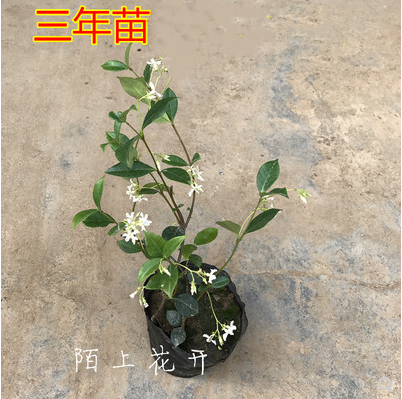 风车茉莉花络石藤万字茉莉花银丝茉莉阳台花卉爬藤植物四季常绿-图0