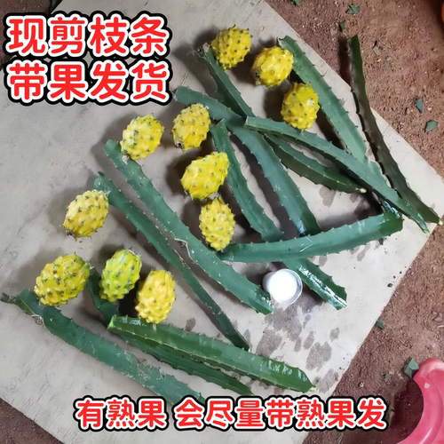 广西正宗燕窝火龙果嫁接苗四季结果黄皮火龙果苗阳台庭院盆栽果树 - 图1
