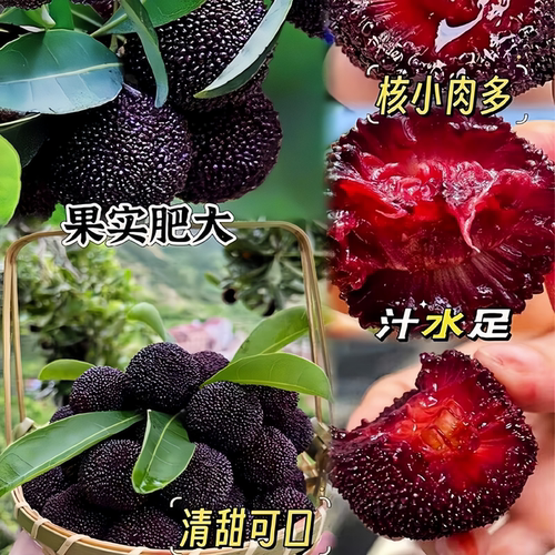 正宗东魁杨梅树嫁接苗纯甜大果杨梅树苗南北方盆栽地栽四季种植 - 图2