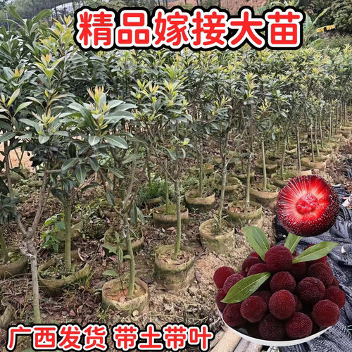 正宗东魁杨梅树嫁接苗纯甜大果杨梅树苗南北方盆栽地栽四季种植 - 图0