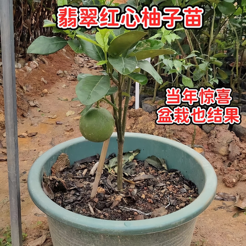 翡翠红心柚子苗嫁接四季青皮柚子树苗当年结果庭院盆栽带土带叶发 - 图2