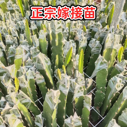 广西正宗燕窝火龙果嫁接苗四季结果黄皮火龙果苗阳台庭院盆栽果树 - 图3