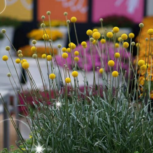 花镜植物澳洲鼓槌菊盆栽室外花园耐热耐寒多年生宿根花可切花植物 - 图0