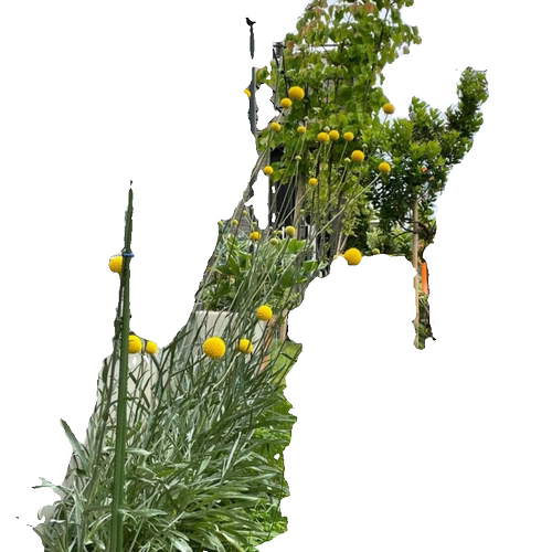 花镜植物澳洲鼓槌菊盆栽室外花园耐热耐寒多年生宿根花可切花植物 - 图3