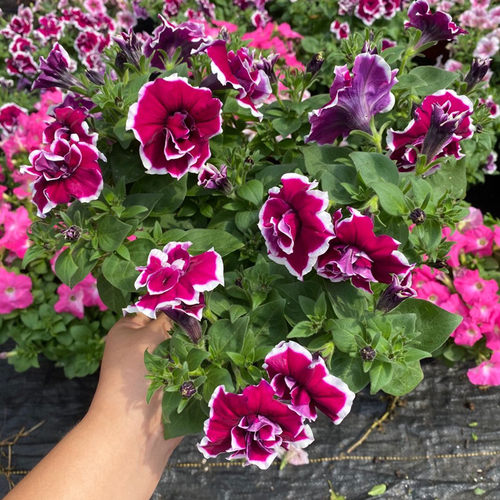 矮牵牛花苗盆栽带花百万小玲垂吊舞春花植物阳台庭院花卉室外植物 - 图1