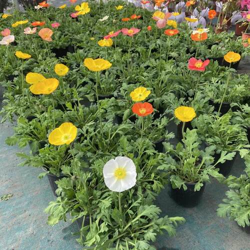 冰岛虞美人花苗盆栽带花苞四季开花阳台庭院花卉耐寒好养活植物 - 图0