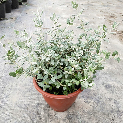 水果兰盆栽灌从石蚕花苗室外阳台庭院花园多年生常青灌木植物花卉 - 图2