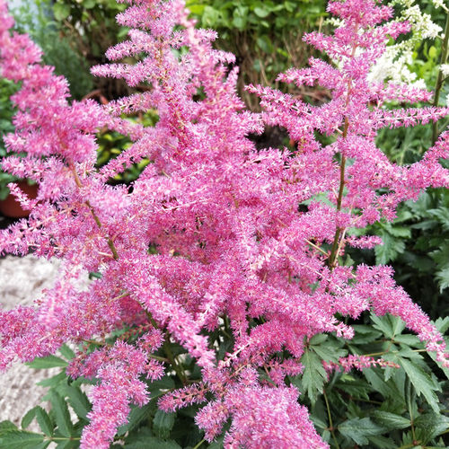 落新妇盆栽带花苞阳台庭院花园花苗多年生宿根耐寒花镜植物络新妇 - 图0