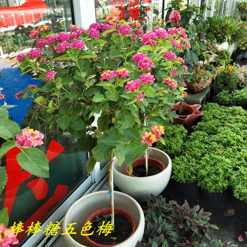 五色梅盆栽五彩花四季棒棒糖大苗庭院室外地栽带花植物花期长包邮 - 图1