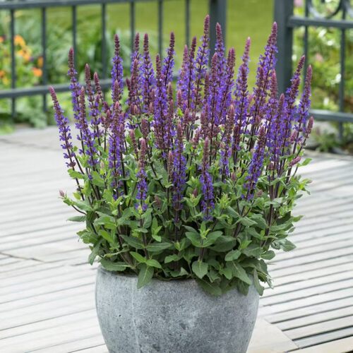 蓝色鼠尾草盆栽带花室外阳台植物庭院地栽花卉多年生耐寒耐热绿植 - 图0