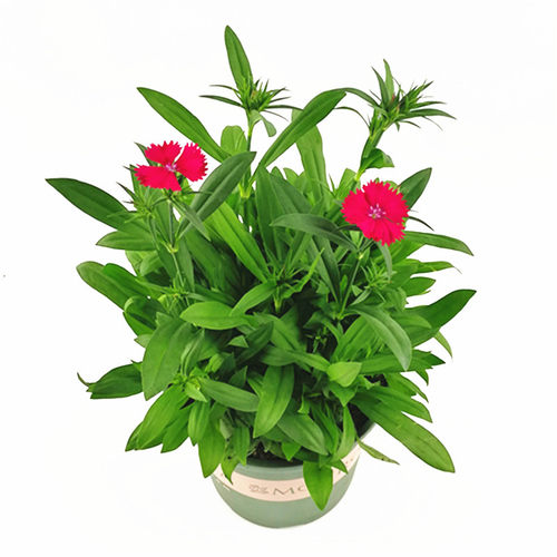 石竹花盆栽阳台庭院绿化五彩花卉四季耐寒花园花苗带花重瓣康乃馨 - 图3
