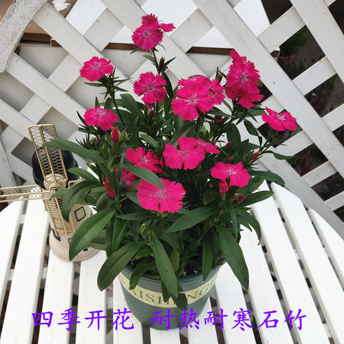 石竹花盆栽阳台庭院绿化五彩花卉四季耐寒花园花苗带花重瓣康乃馨 - 图0