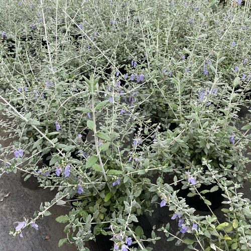 水果兰盆栽灌从石蚕花苗室外阳台庭院花园多年生常青灌木植物花卉 - 图0