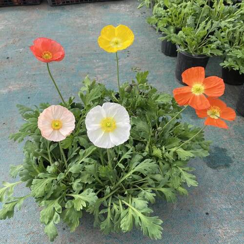 冰岛虞美人花苗盆栽带花苞四季开花阳台庭院花卉耐寒好养活植物 - 图3