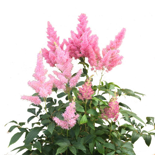 落新妇盆栽带花苞阳台庭院花园花苗多年生宿根耐寒花镜植物络新妇 - 图3