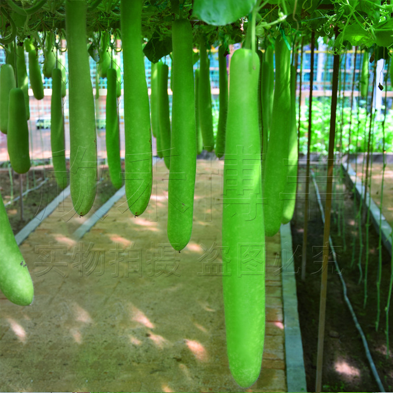 早熟长瓠瓜种春秋季瓠子瓜籽蒲瓜菜葫芦籽庭院爬藤菜种子蔬菜种孑