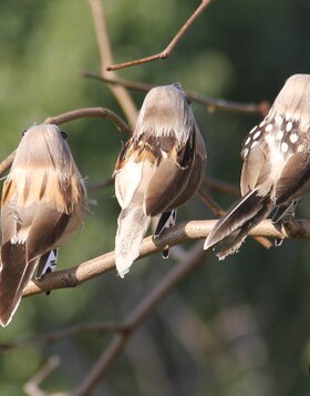 高仿真泡沫田园风美式乡村小麻雀