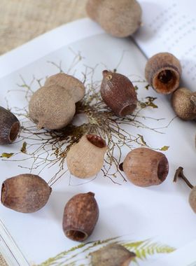 咕嘟果进口植物干花果实森系干花环门环相框材料圣诞树装饰品