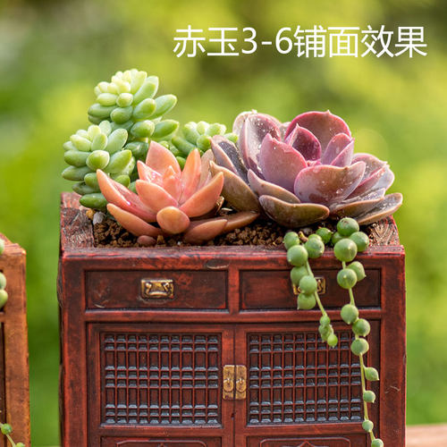 进口鹿沼赤玉土铺面石子虹彩石多肉透气颗粒配土植料火山石麦饭石 - 图2