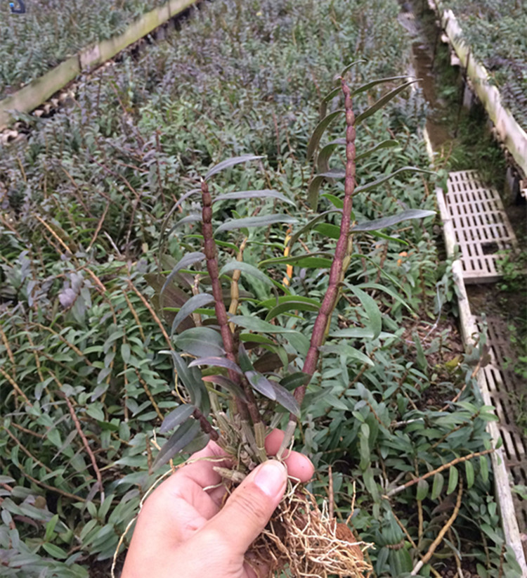 雁荡山三年铁皮石斛苗盆栽枫斗苗绿植霍山石斛苗盆栽种苗一斤包邮